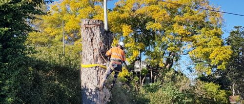 Keith's-Tree-Work-Home-Slider-3 Keith's-Tree-Work-Home-Slider-3