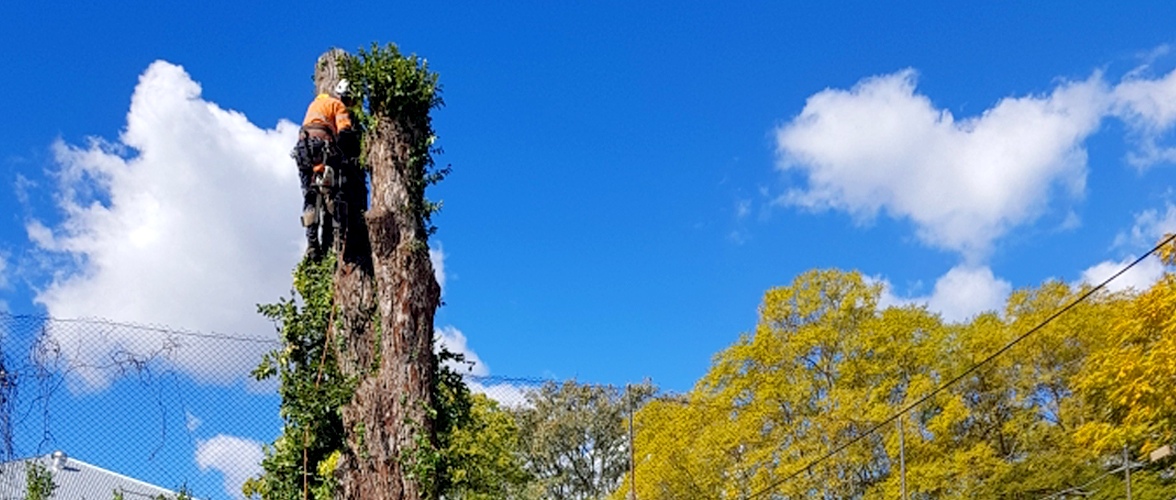 Keith’s-Tree-Work-Home-Slider-4